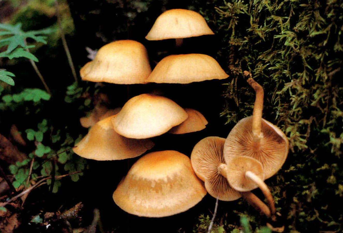 Pholiota sp.